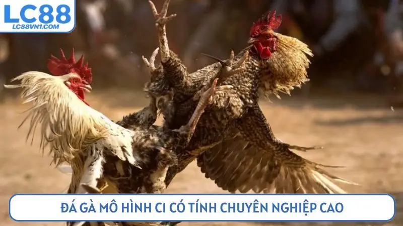 Đá gà mô hình C1 có tính chuyên nghiệp cao